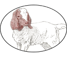 Boer Goats