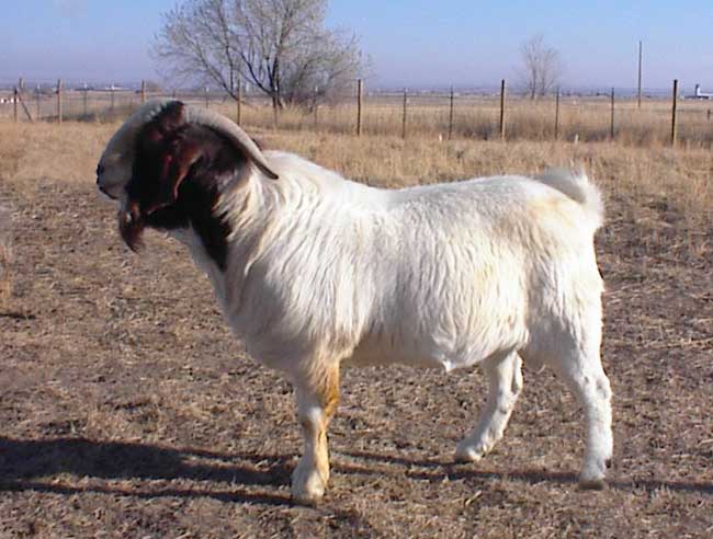 Hill Country Maxamillion s a Boer Goat buck