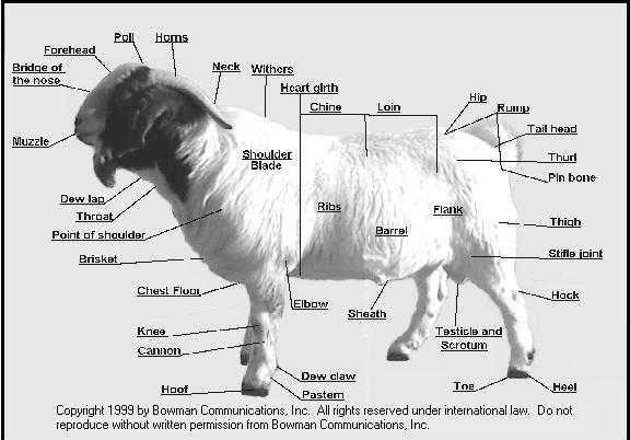 Boer Goat Anatomy